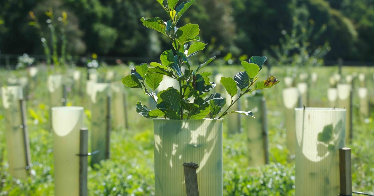Biodiversity tree planting 1310x688